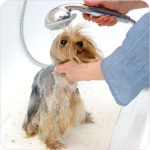 Как высушить собаку после купания