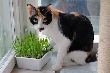 Трава для кошки