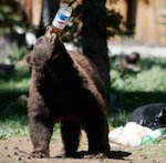 Медведи алкоголики будут лечиться