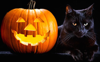 Опасность Хеллоуина для животных черных окрасов