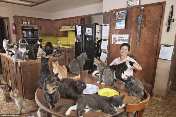 В частном приюте прживают больше тысячи кошек