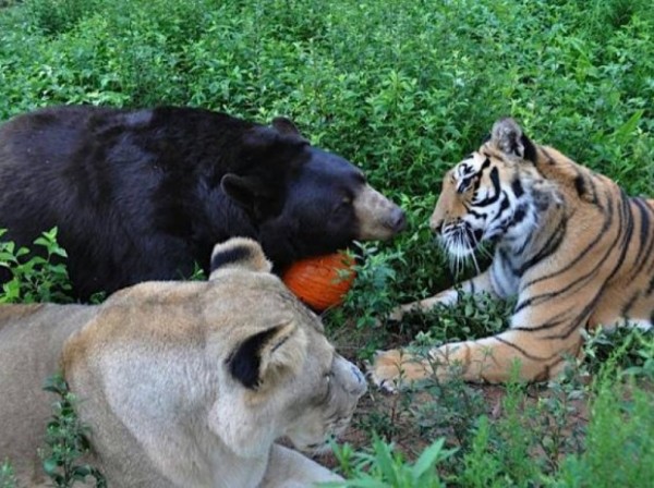 Медведь, лев и тигр - друзья навсегда
