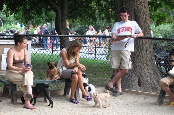 Площадка для выгула собак в Нью-Йорке