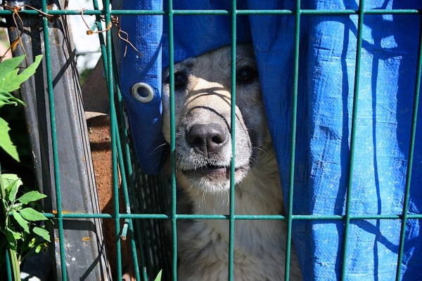 Приют для бездомных животных в Калининграде