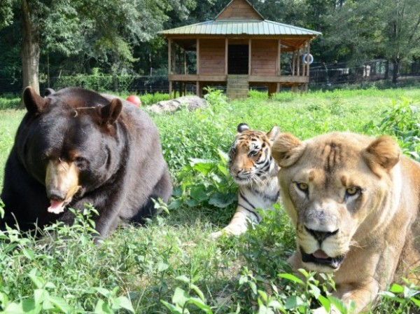 Медведь, лев и тигр - друзья навсегда