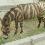 В Дагестане нашли зебру