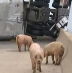 Свиньи на шоссе