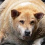 Ожирение у домашних животных 