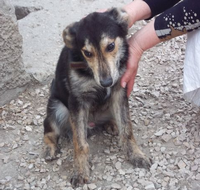 Помощь бездомным животным в Симферополе
