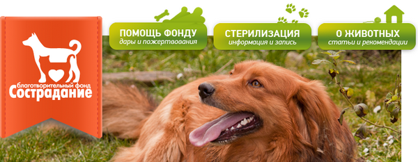 Помощь бездомным животным Нижнего Новгорода