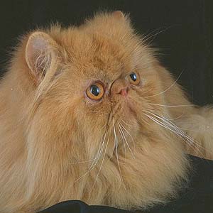 Характеристики кошек персидской породы