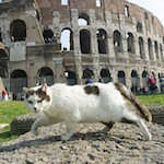 Кошки в Риме