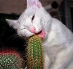 Кошка ест растения
