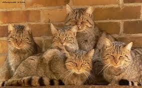 Пять кошек