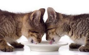 Чем кормить котенка