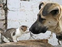 Помощь животным в Перми