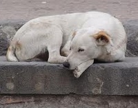 Помощь животным в Ставрополе