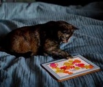 Компьютерные игры для кошек