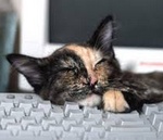 Кошка и клавиатура