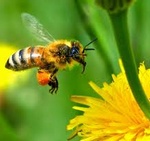 Атака пчел
