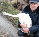 В Кировограде спасли лебедя