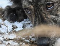 Помощь бездомным животным в Томске