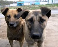 Помощь бездомным животным Екатеринбурга