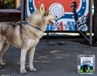 Помощь бездомным животным в Воронеже
