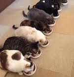 Сколько кошек можно держать в квратире