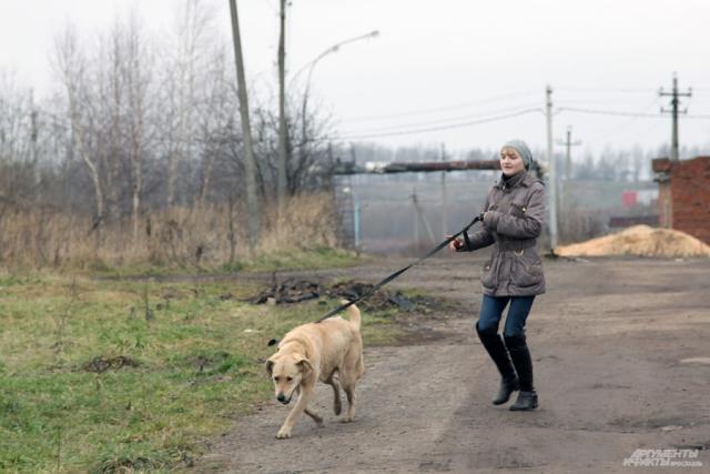 Ярославский приют для бездомных животных