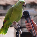 Учим попугая говорить